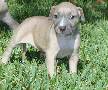 Diva JAV pitsbull �uniukas skelbimai